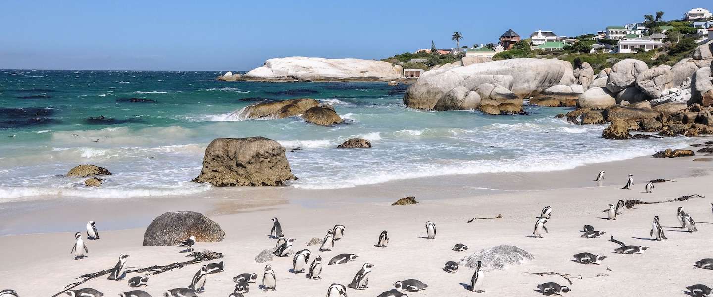 pingui-ns-boulders-beach